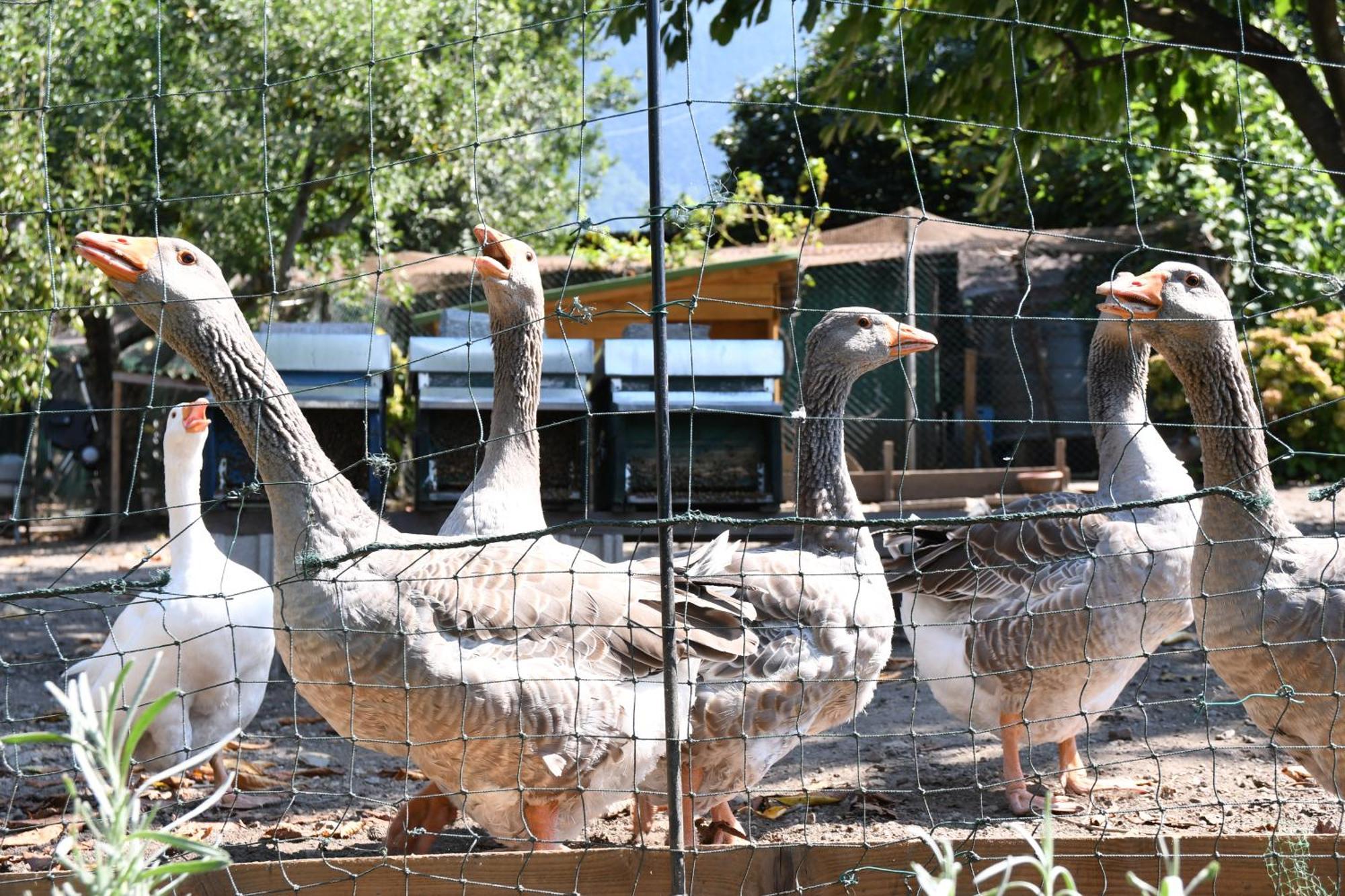 科利科Il Giardino Dei Ciliegi公寓 外观 照片