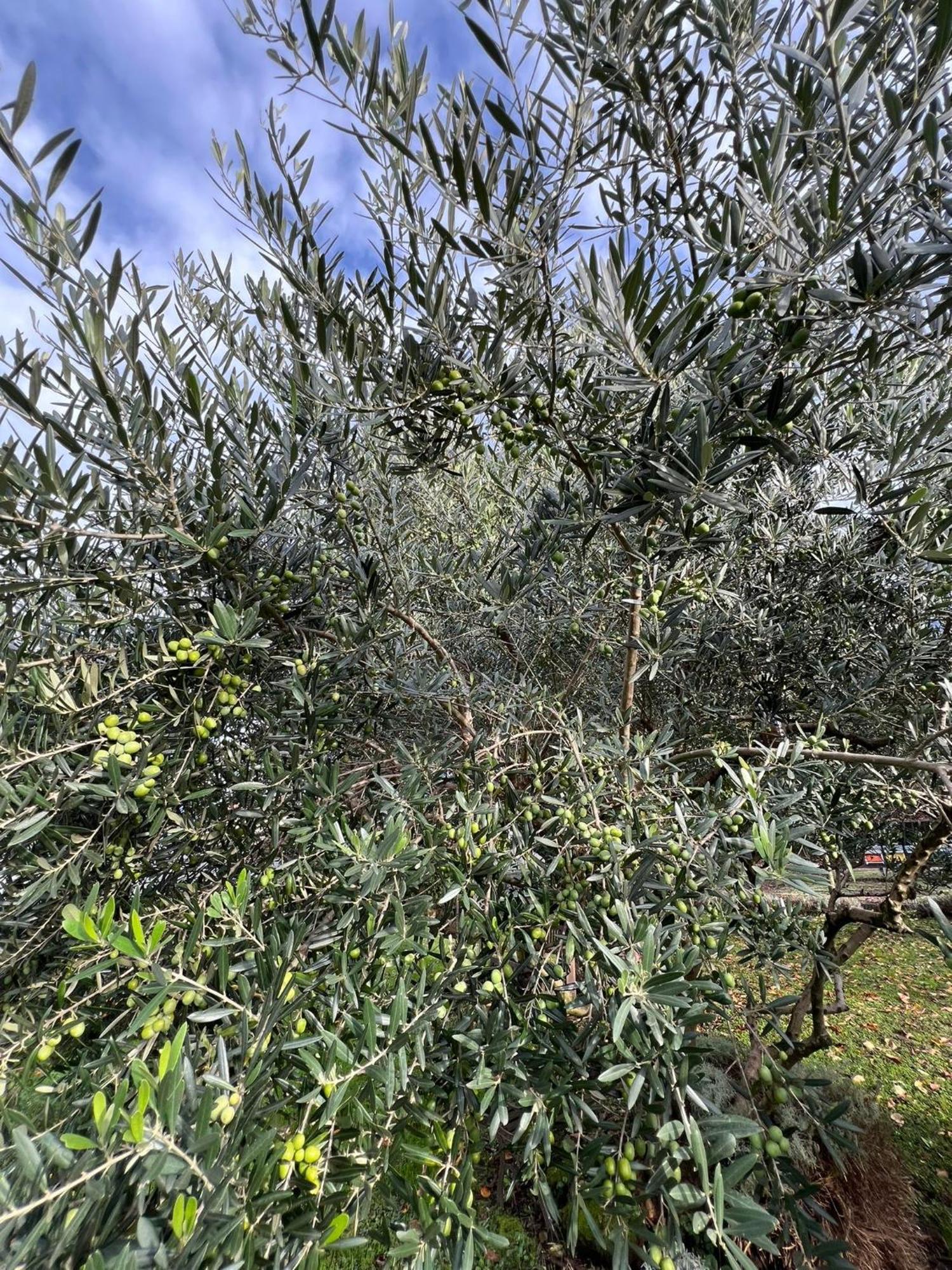 科利科Il Giardino Dei Ciliegi公寓 外观 照片